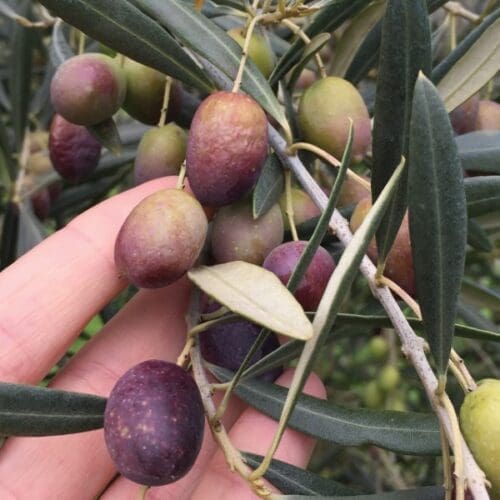 Huile d'olive transportée à la voile